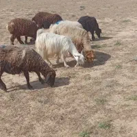 فروش دو عدد بز و گوسفند