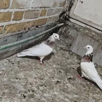 جفت طوقی|پرنده|اهواز, فاز ۱ پادادشهر|دیوار