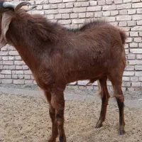 چپش ذات 3 قلو سالم و سرحال