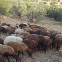 میش