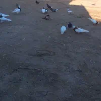 ۳۰‌کبوتر‌رنگی