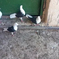 کبوتر کفتر|پرنده|رامند, |دیوار