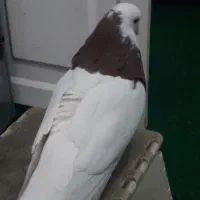 کبوترگم شده|حیوانات|قم, نیروگاه|دیوار