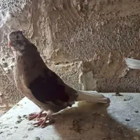 فروش دم سفید محل بازدیدسوسنگرد