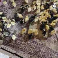 جوجه اردک