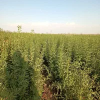 فروش نهال شندآباد تاییدیه جهاد کشاورزی