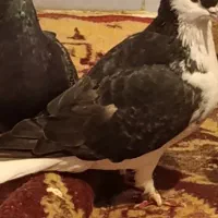 کبوتر