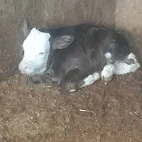 یک راس گاو حلشتن تازه زایده با گوساله ای سیمینتال