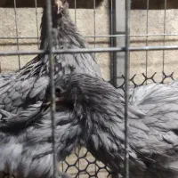 مرغ و خروس برهما بلک و بلو|حیوانات مزرعه|تهران, مینای جنوبی|دیوار