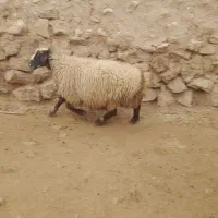 میش چاق داشتی لری|حیوانات مزرعه|پلدختر, |دیوار