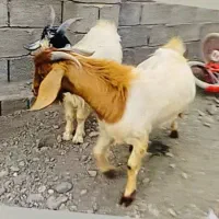 چپشت|حیوانات مزرعه|کهنوج, |دیوار