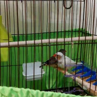 فنج جفت و جوجه زبرا و کینگ|پرنده|تهران, جیحون|دیوار