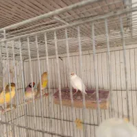 قناری نر و ماده|پرنده|ابهر, |دیوار