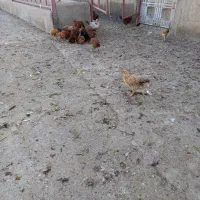 فروش نیمچه خروس و مرغ|حیوانات مزرعه|قم, سراجه (۱۵ خرداد)|دیوار