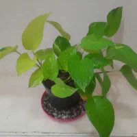 رویش مجددگیاهان اپارتمانی|گل و گیاه طبیعی|اصفهان, پوریای ولی|دیوار