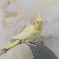 عروس هلندی ماده