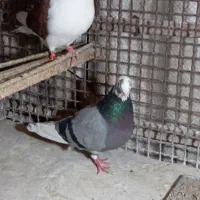 فروش کبوتر های تک پر|پرنده|بندر ترکمن, |دیوار
