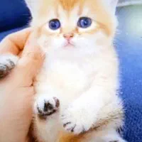 پیشی های کیوت میوت|گربه|بندرعباس, |دیوار