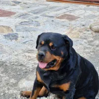 سگ روت از پدر مادر  اصیل|سگ|هشتگرد, هشتگرد قدیم|دیوار