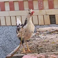 جوجه مرغ و خروس