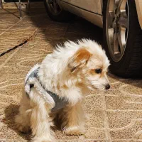 سگ شیتزوتریر