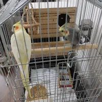 عروس هلندی نروماده