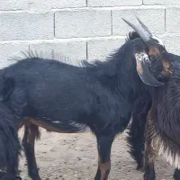 کهره نر|حیوانات مزرعه|زرقان, |دیوار