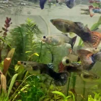 گوپی ویژه وارداتی|ماهی|اهواز, کوی مهدیس|دیوار