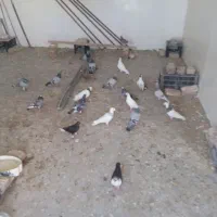 کفتر