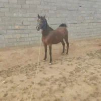 فروش مادیان کرد|اسب و تجهیزات اسب‌سواری|نجف‌آباد, ویلاشهر|دیوار