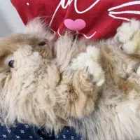 خرگوش لوپ۶ماهه|موش و خرگوش|تهران, جیحون|دیوار