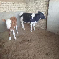 دو راس گوساله ماده سیمنتال ودورگ|حیوانات مزرعه|جعفرآباد, |دیوار
