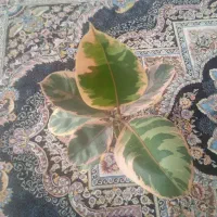 فیکوس شرابی