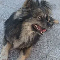 واگذاری پامر اشپیتز