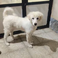 حیوانات مزرعه