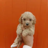 مالتی پو و پودل مینیاتوری|سگ|تهران, بوستان چیتگر|دیوار