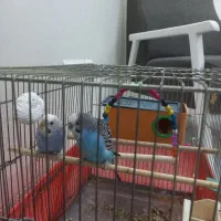 یک جفت مرغ عشق|پرنده|فردیس, داوری|دیوار