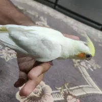 عروس هلندی گم شده