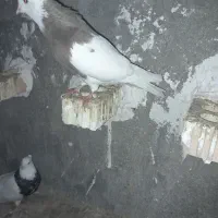 خوشرنگ|پرنده|برازجان, |دیوار