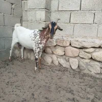 بز هیکلی ابستن