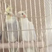 عروس هلندی گم شده حوالی تعاون