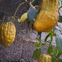 بالنگ یا بادرنگ