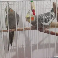 عروس هلندی طوطی عروس|پرنده|رشت, کوی مهر|دیوار