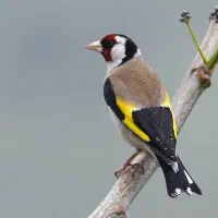 سهره ماده تاتی بده مست