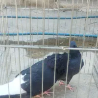 سیاه دمسفید نروماده|پرنده|دوگنبدان, |دیوار