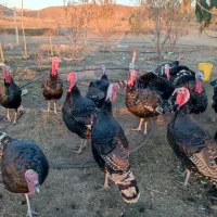 فروش بوقلمون برنزی گوشتی محلی|حیوانات مزرعه|سنقر, |دیوار