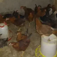 مرغ و خروس تازه تخم