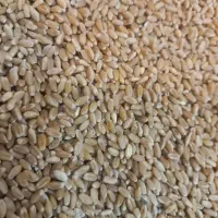 گندم تمیز 55تومن
