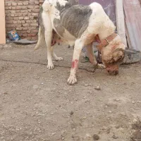 سگ ماده عراقی