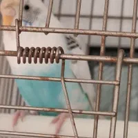 مرغ عشق ماده